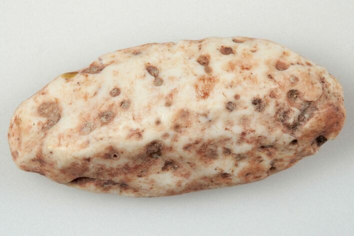 Fossil Phytosaur Scute - New Mexico #192699